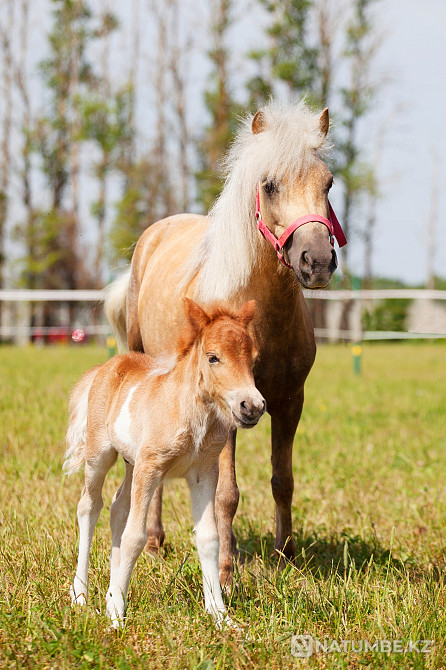 Пони на продажу Санкт-Петербург - изображение 7
