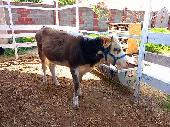 Корова нестельная Almaty