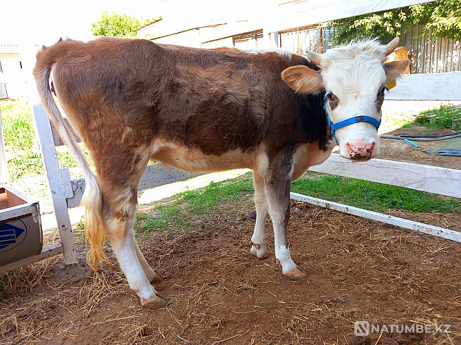 cow Almaty - photo 5