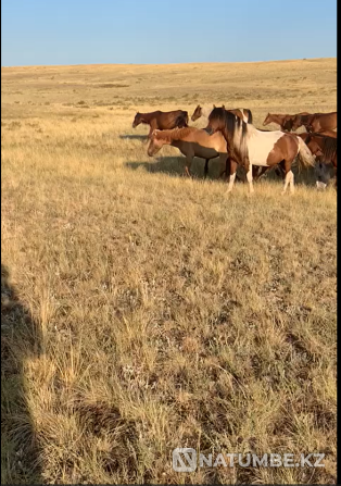Продам лошадей Астана - изображение 1