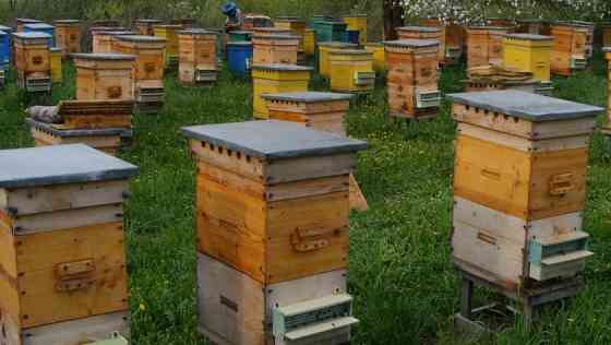 Готовый состав для обработки пчелиных ул Novosibirsk