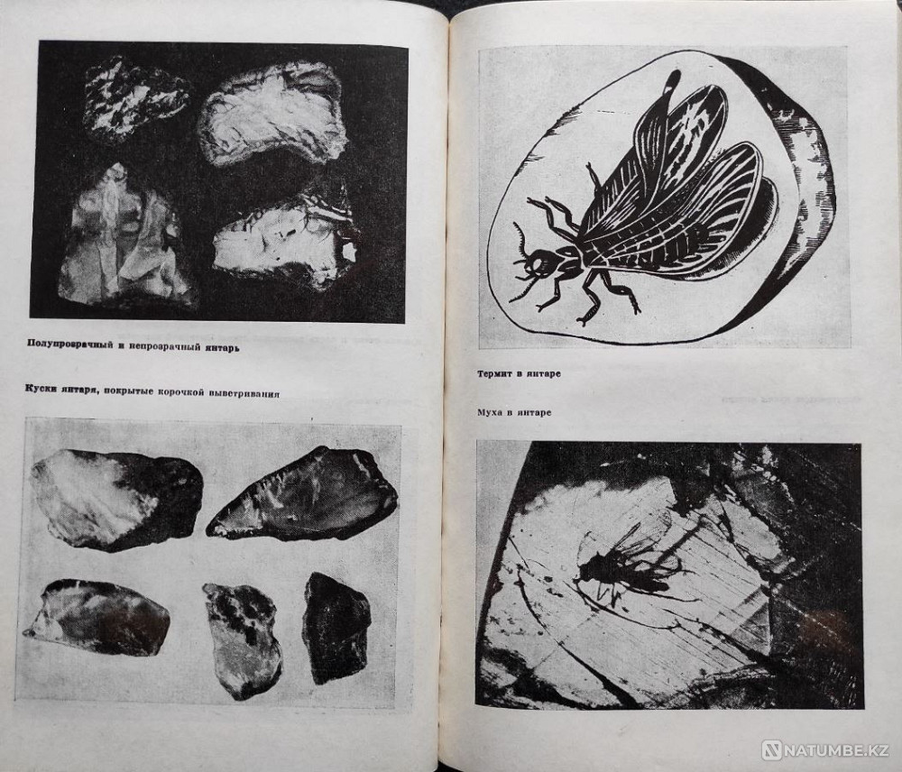 Yantar – B.I. Srebrodolsky, 1984 Almaty - photo 6