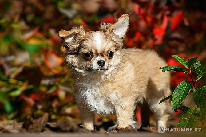 Chihuahua puppies Babruyski Rayon - photo 4