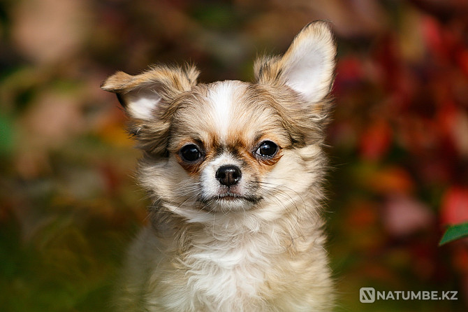 Chihuahua puppies Babruyski Rayon - photo 3