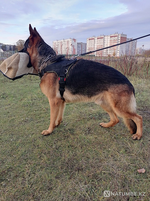 Неміс шопанының күшіктері Минск - изображение 2