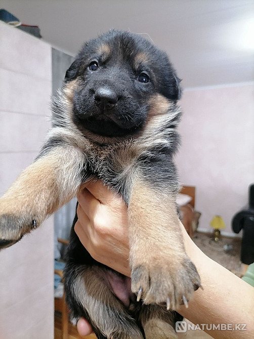 Неміс шопанының күшіктері Минск - изображение 9