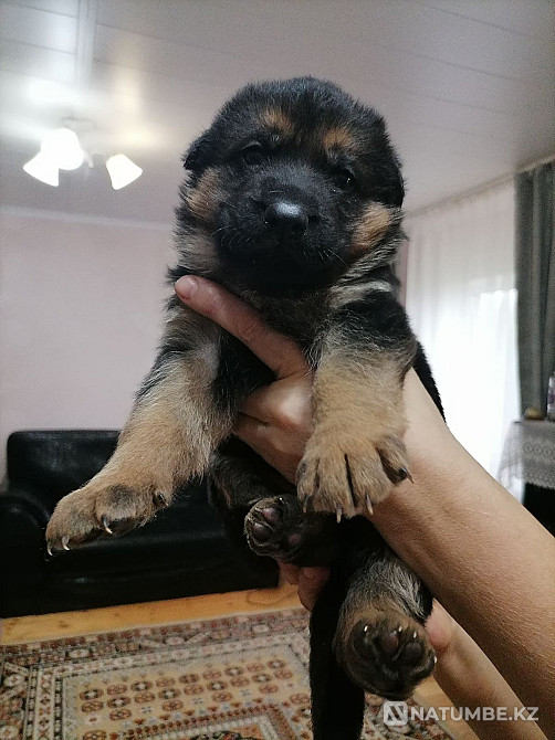 Неміс шопанының күшіктері Минск - изображение 7