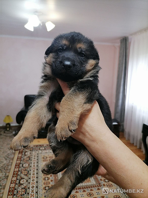 Неміс шопанының күшіктері Минск - изображение 6