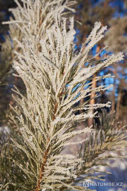 Nikon d750 + Tamron 17-35 мм f/2,8-4 A037 және SP 85 мм F/1,8 F016  Алматы - изображение 6