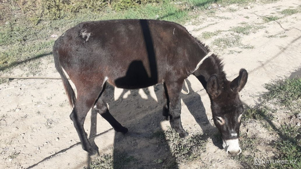 Selling Ivanov 20000 tenge Almaty - photo 7