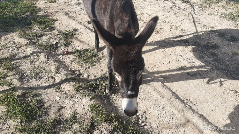 Selling Ivanov 20000 tenge Almaty - photo 4