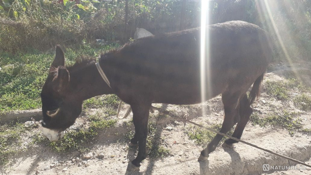 Selling Ivanov 20000 tenge Almaty - photo 3