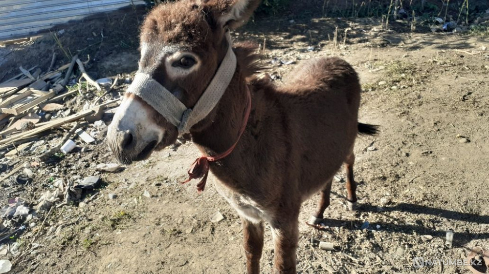 Selling Ivanov 20000 tenge Almaty - photo 5