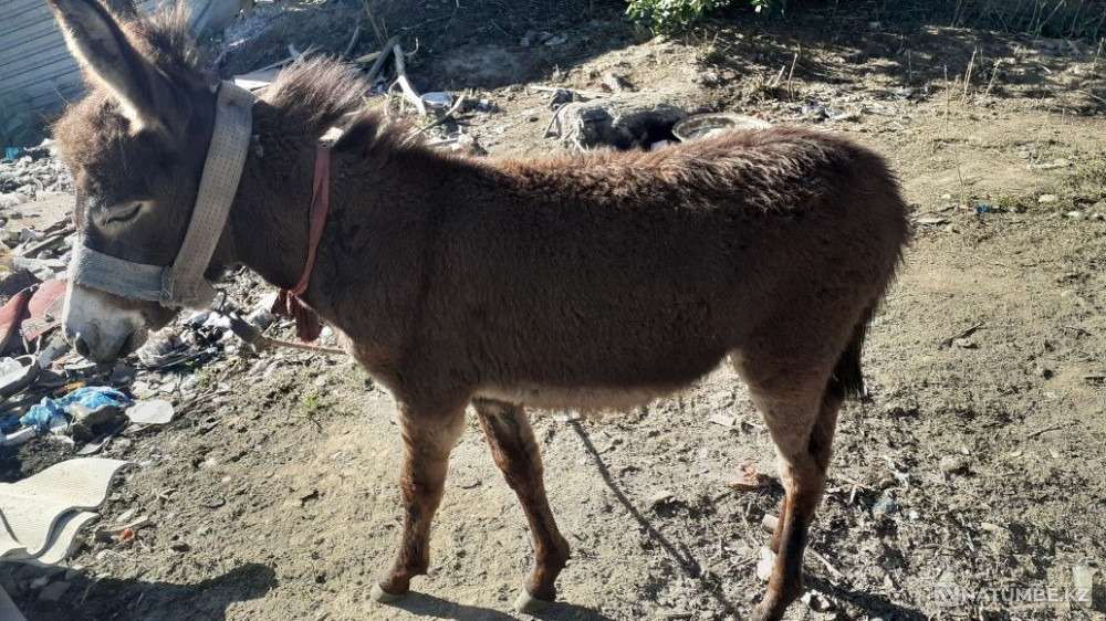 Selling Ivanov 20000 tenge Almaty - photo 6