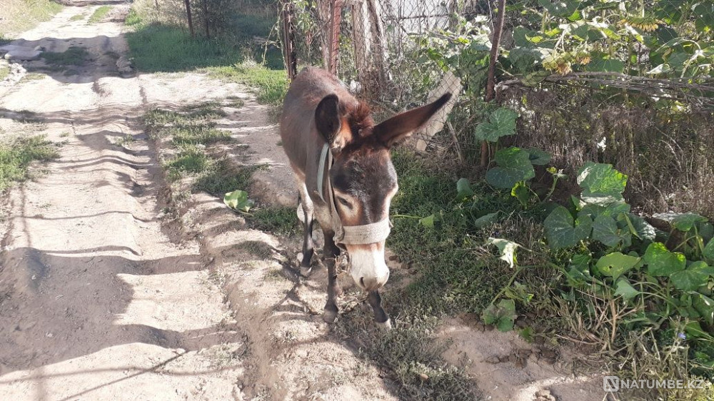 Selling Ivanov 20000 tenge Almaty - photo 8