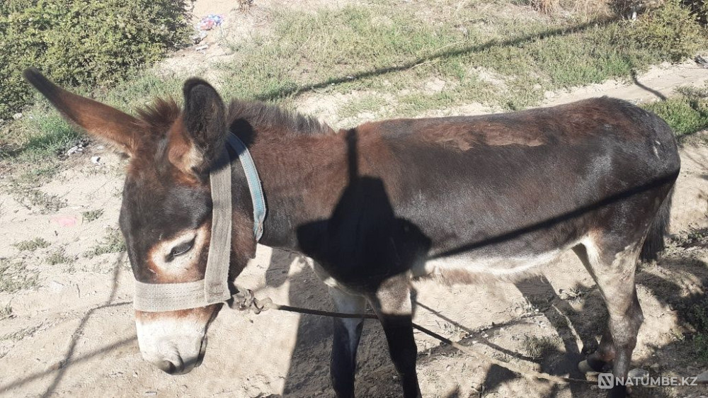 Selling Ivanov 20000 tenge Almaty - photo 1