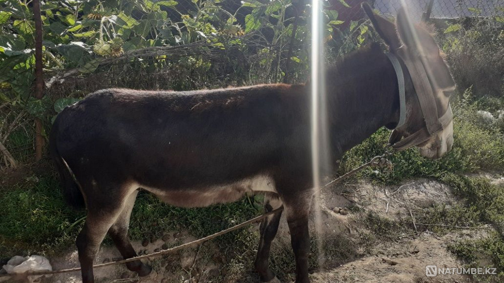 Selling Ivanov 20000 tenge Almaty - photo 2