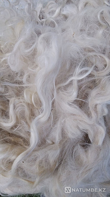 Selling excellent goat fluff Almaty - photo 1