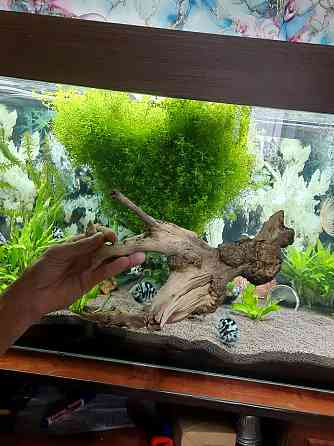 Аквариумға арналған ағаш сатылады.  Алматы