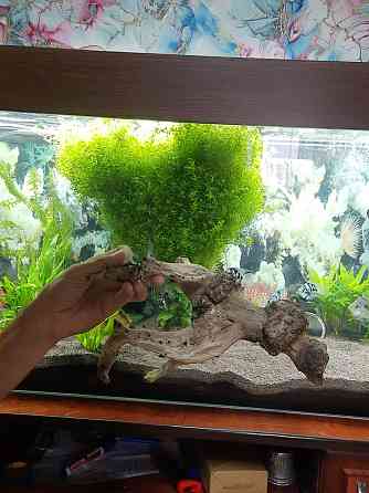 Аквариумға арналған ағаш сатылады.  Алматы