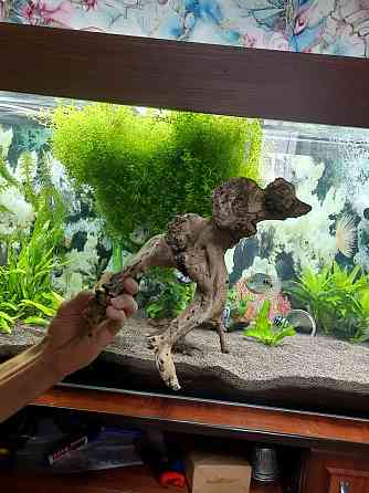 Аквариумға арналған ағаш сатылады.  Алматы