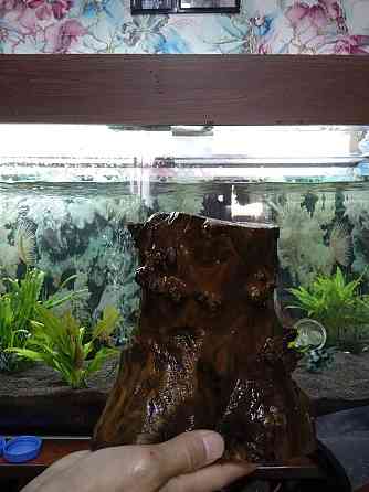 Аквариумға арналған ағаш сатылады.  Алматы