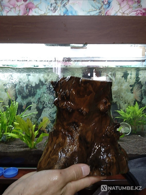 Аквариумға арналған ағаш сатылады.  Алматы - изображение 7