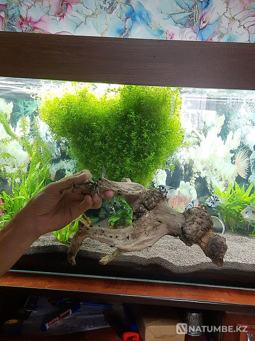 Аквариумға арналған ағаш сатылады.  Алматы - изображение 1