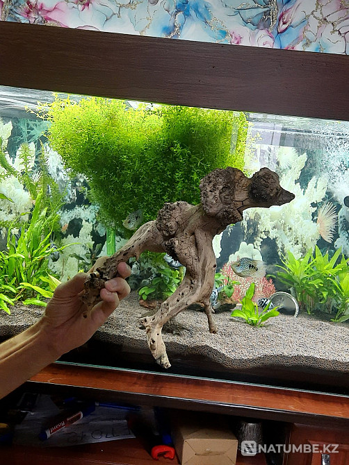 Аквариумға арналған ағаш сатылады.  Алматы - изображение 3