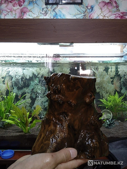 Аквариумға арналған ағаш сатылады.  Алматы - изображение 5