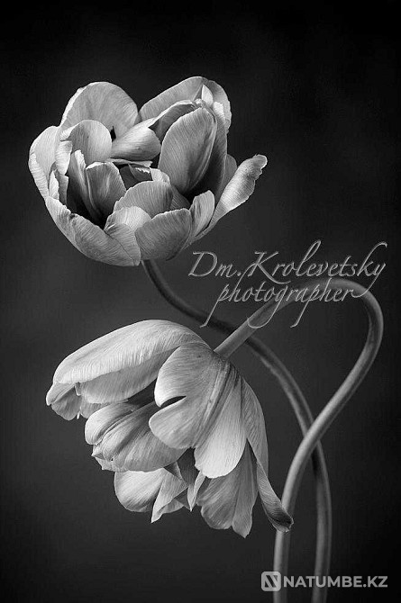 Картина; коллекция.  - изображение 5