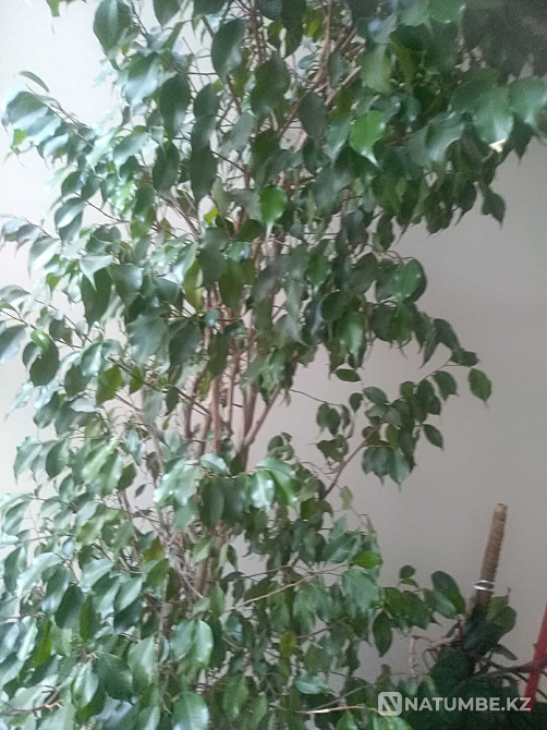 Painting “Unequal Marriage” by V.V. Pukireva in a frame measuring 48*64cm  - photo 7