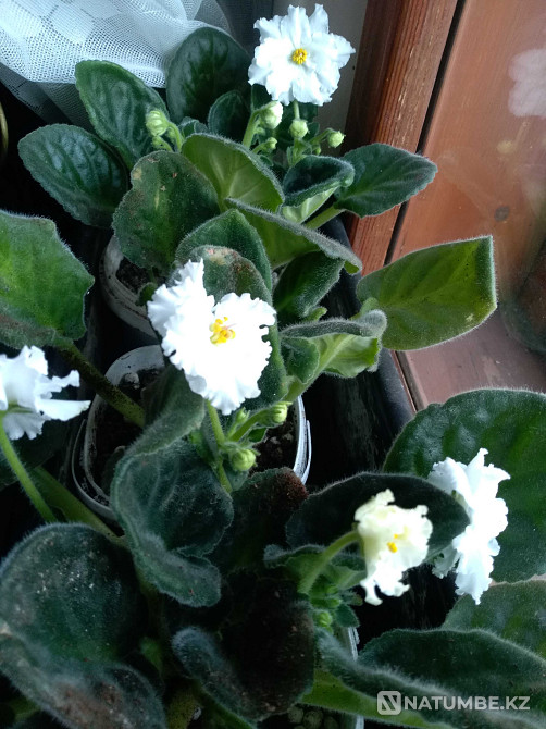 Painting “Unequal Marriage” by V.V. Pukireva in a frame measuring 48*64cm  - photo 5