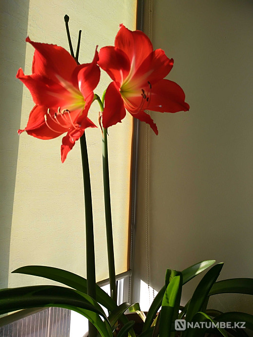 Painting “Unequal Marriage” by V.V. Pukireva in a frame measuring 48*64cm  - photo 6