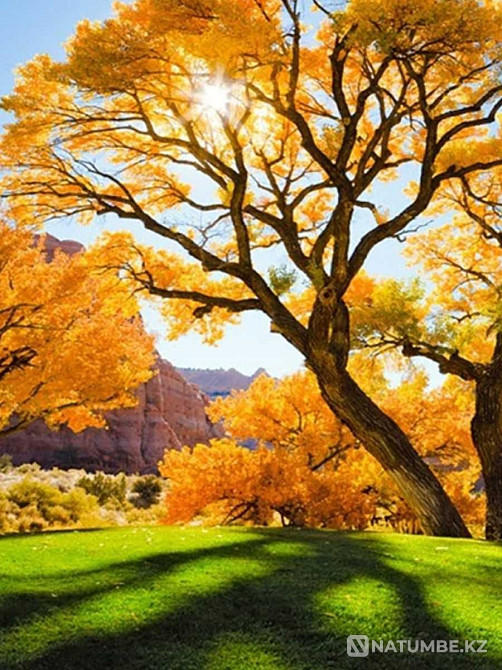 Картины стразами  - изображение 5