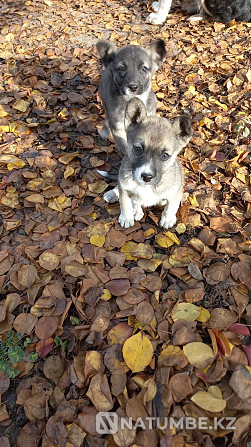 Save the lives of puppies; brother and sister are urgently looking for a home. Almaty - photo 1