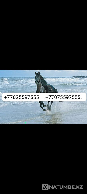 THREE numbers: Billine; Assets; Tele 2 Almaty - photo 1