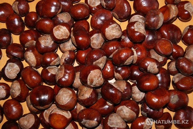 Selling medicinal horse chestnut acorns Almaty - photo 1