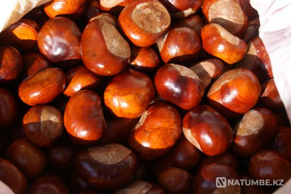 Selling medicinal horse chestnut acorns Almaty - photo 2