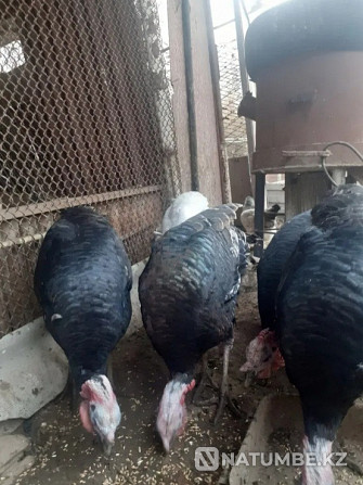 Turkeys 5, 6 kg Shymkent - photo 5