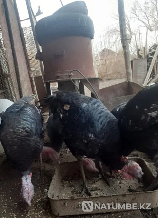 Turkeys 5, 6 kg Shymkent - photo 4