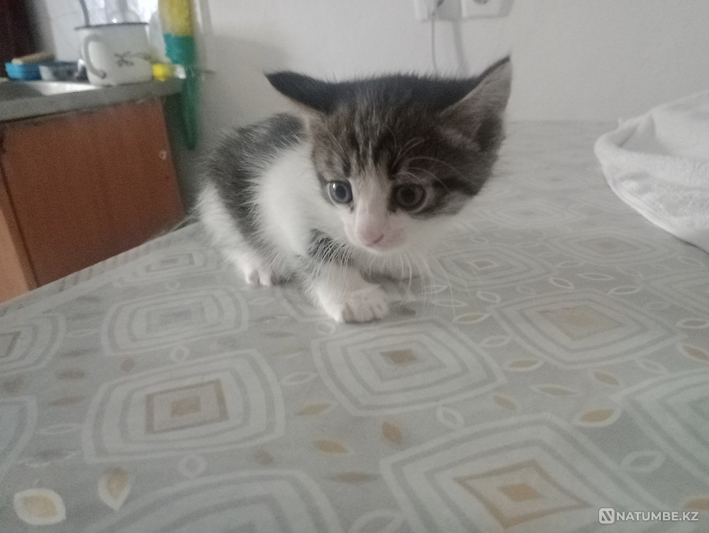 1 мальчик 2 котенка