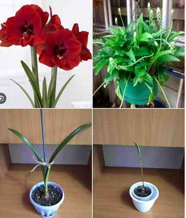 Продаю комнатные растения, цветы Астана