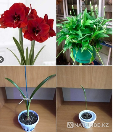 I sell indoor plants, flowers Astana - photo 3
