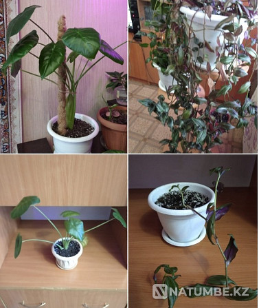 I sell indoor plants, flowers Astana - photo 2