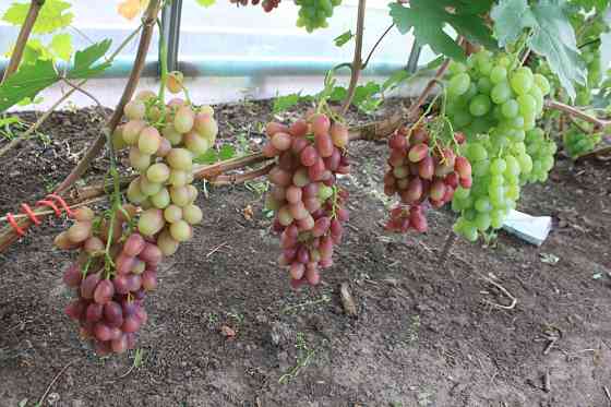 Продам саженцы винограда Петропавловск