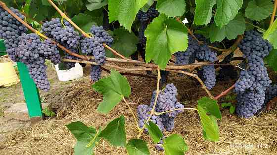 Продам саженцы винограда  Петропавл