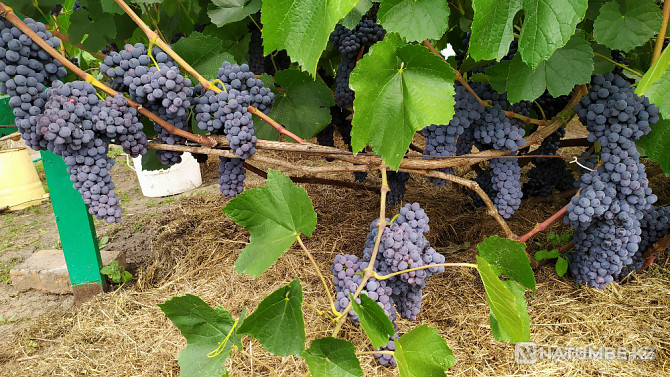 Продам саженцы винограда Петропавловск - изображение 4