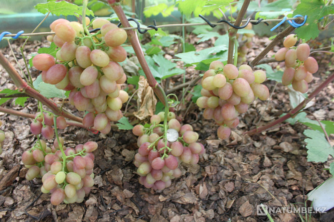 Продам саженцы винограда Петропавловск - изображение 2