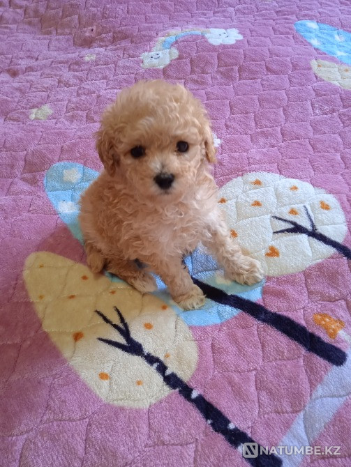 Selling toy poodle puppies Almaty - photo 2